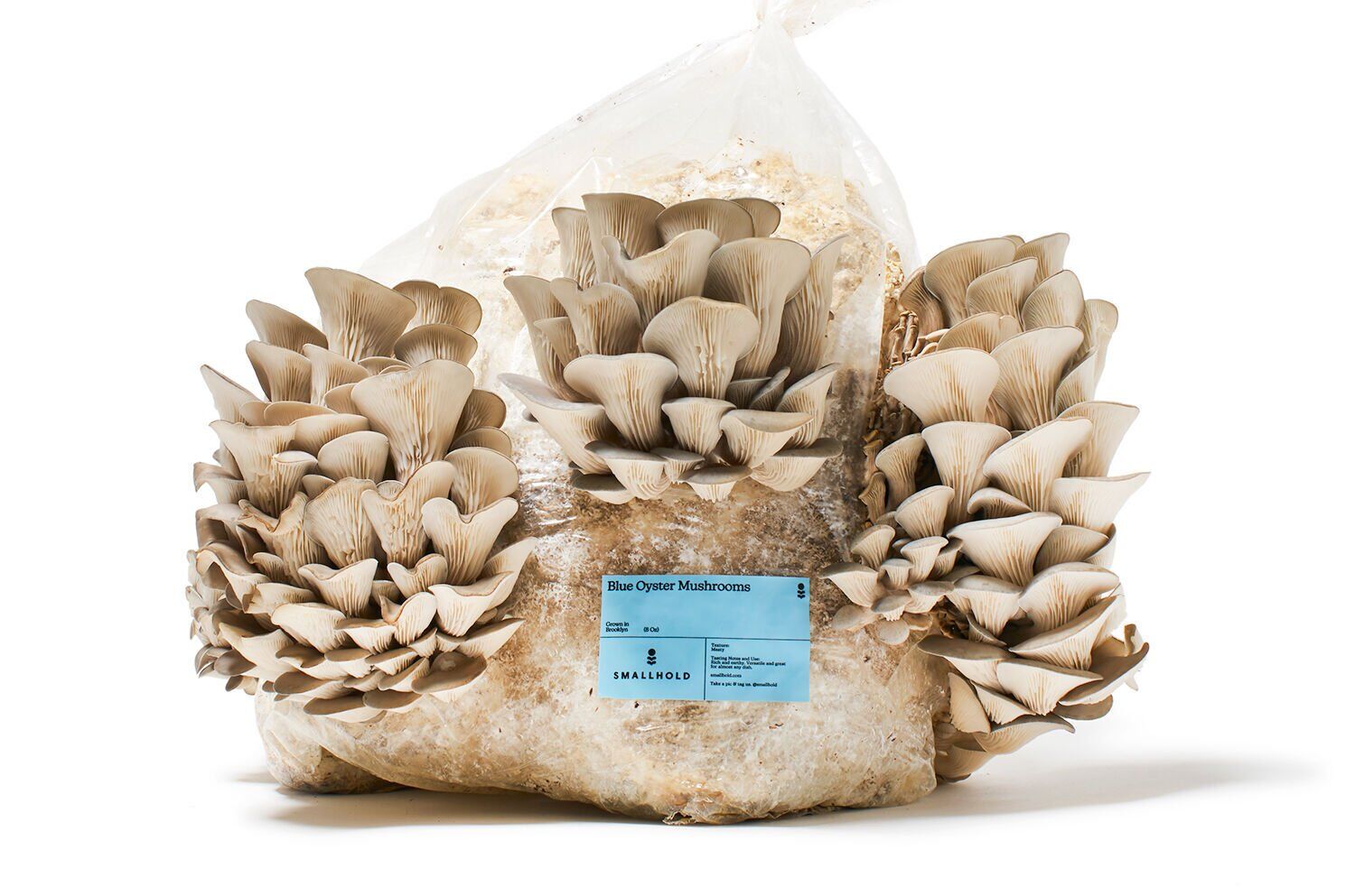 Smallhold blue oyster